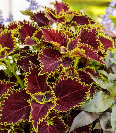 Sinister witch coleus
